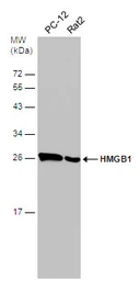 Anti-HMGB1 antibody used in Western Blot (WB). GTX112959