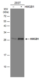 Anti-HMGB1 antibody used in Western Blot (WB). GTX112959