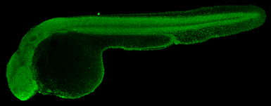 Anti-HMGB1 antibody used in IHC (Whole mount) (IHC-Wm). GTX112959