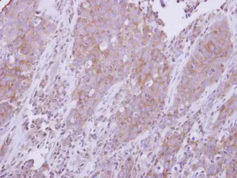 Anti-MyD88 antibody used in IHC (Paraffin sections) (IHC-P). GTX112987