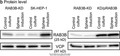 Anti-VCP antibody [N1N2], N-term used in Western Blot (WB). GTX113030