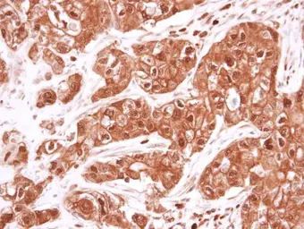 Anti-VCP antibody [N1N2], N-term used in IHC (Paraffin sections) (IHC-P). GTX113030