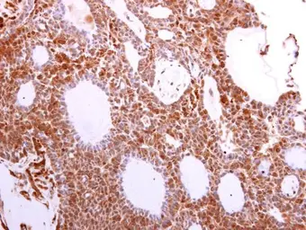 Anti-VCP antibody [N1N2], N-term used in IHC (Paraffin sections) (IHC-P). GTX113030