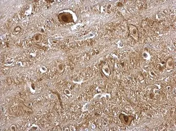 Anti-VCP antibody [N1N2], N-term used in IHC (Paraffin sections) (IHC-P). GTX113030