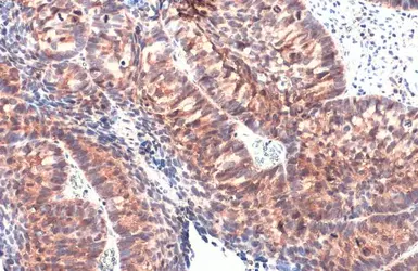 Anti-IL1 alpha antibody used in IHC (Paraffin sections) (IHC-P). GTX113088