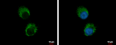 Anti-IL1 alpha antibody used in Immunocytochemistry/ Immunofluorescence (ICC/IF). GTX113088