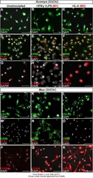 Anti-Arginase 1 antibody used in Immunocytochemistry/ Immunofluorescence (ICC/IF). GTX113131