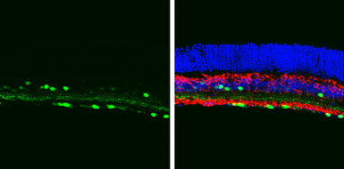 Anti-Choline Acetyltransferase antibody [N1N3] used in IHC (Frozen sections) (IHC-Fr). GTX113164