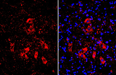 Anti-Choline Acetyltransferase antibody [N1N3] used in IHC (Frozen sections) (IHC-Fr). GTX113164