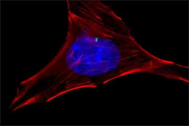 Anti-gamma Tubulin antibody used in Immunocytochemistry/ Immunofluorescence (ICC/IF). GTX11317