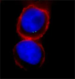 Anti-gamma Tubulin antibody used in Immunocytochemistry/ Immunofluorescence (ICC/IF). GTX11317