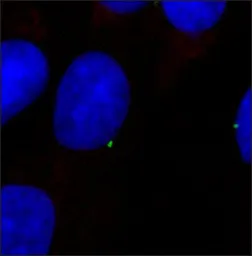 Anti-gamma Tubulin antibody used in Immunocytochemistry/ Immunofluorescence (ICC/IF). GTX11317