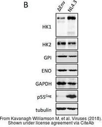 Anti-ENO1 antibody used in Western Blot (WB). GTX113179