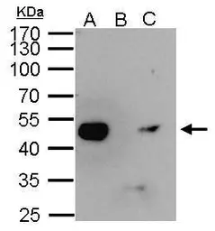 Anti-ENO1 antibody used in Immunoprecipitation (IP). GTX113179