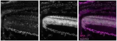 Anti-GPI antibody used in IHC (Frozen sections) (IHC-Fr). GTX113203