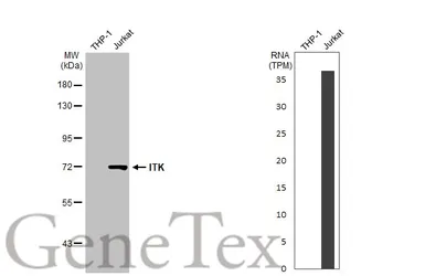 Anti-ITK antibody [N2C1], Internal used in Western Blot (WB). GTX113217