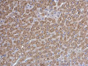 Anti-Prohibitin antibody used in IHC (Paraffin sections) (IHC-P). GTX113243