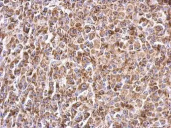 Anti-Prohibitin antibody used in IHC (Paraffin sections) (IHC-P). GTX113243