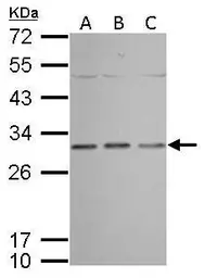 Anti-Prohibitin antibody used in Western Blot (WB). GTX113243