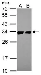 Anti-Prohibitin antibody used in Western Blot (WB). GTX113243