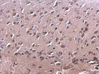 Anti-RAC2 antibody [N1C3] used in IHC (Paraffin sections) (IHC-P). GTX113262