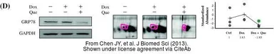 Anti-Grp78 antibody used in Western Blot (WB). GTX113340