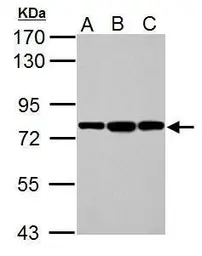 Anti-Grp78 antibody used in Western Blot (WB). GTX113340