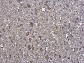 Anti-Grp78 antibody used in IHC (Paraffin sections) (IHC-P). GTX113340