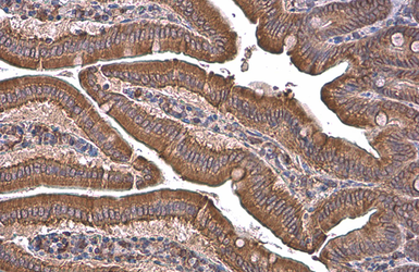 Anti-Grp78 antibody used in IHC (Paraffin sections) (IHC-P). GTX113340