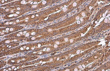 Anti-Grp78 antibody used in IHC (Paraffin sections) (IHC-P). GTX113340