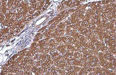 Anti-Grp78 antibody used in IHC (Paraffin sections) (IHC-P). GTX113340