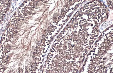 Anti-Grp78 antibody used in IHC (Paraffin sections) (IHC-P). GTX113340