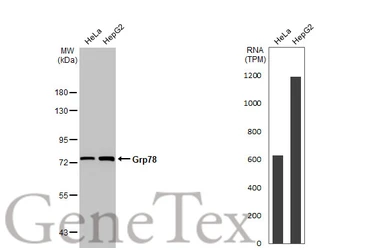 Anti-Grp78 antibody used in Western Blot (WB). GTX113340