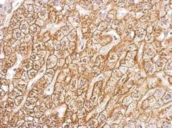 Anti-Sodium/Potassium ATPase beta 1 antibody used in IHC (Paraffin sections) (IHC-P). GTX113390