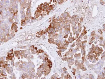 Anti-CBS antibody used in IHC (Paraffin sections) (IHC-P). GTX113400