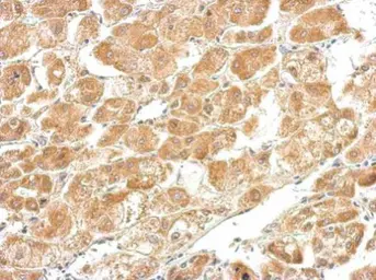 Anti-CTH antibody used in IHC (Paraffin sections) (IHC-P). GTX113409