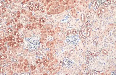 Anti-CTH antibody used in IHC (Paraffin sections) (IHC-P). GTX113409