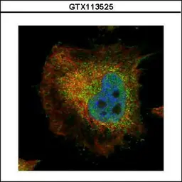 Anti-PPP2R4 antibody used in Immunocytochemistry/ Immunofluorescence (ICC/IF). GTX113525