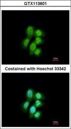 Anti-MVP/LRP antibody used in Immunocytochemistry/ Immunofluorescence (ICC/IF). GTX113601