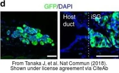 Anti-GFP antibody used in IHC (Frozen sections) (IHC-Fr). GTX113617