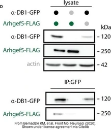 Anti-GFP antibody used in Western Blot and Immunoprecipitation (WB IP). GTX113617