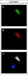 Anti-GFP antibody used in Immunocytochemistry/ Immunofluorescence (ICC/IF). GTX113617