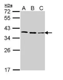 Anti-Fibrillarin antibody used in Western Blot (WB). GTX113684