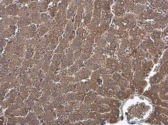 Anti-Factor IX antibody [N3C3] used in IHC (Paraffin sections) (IHC-P). GTX113689