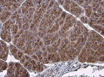 Anti-Factor IX antibody [N3C3] used in IHC (Paraffin sections) (IHC-P). GTX113689