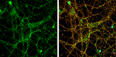 Anti-NMDAR2A antibody [C1C2], Internal used in Immunocytochemistry/ Immunofluorescence (ICC/IF). GTX113717