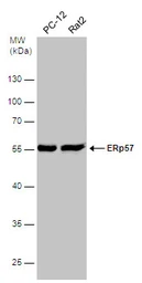 Anti-ERp57 antibody used in Western Blot (WB). GTX113719