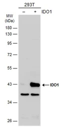 Anti-IDO1 antibody used in Western Blot (WB). GTX113753