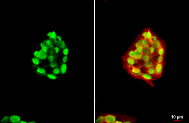 Anti-HNF1 alpha antibody [N1N3] used in Immunocytochemistry/ Immunofluorescence (ICC/IF). GTX113850