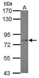 Anti-FXR1 antibody used in Western Blot (WB). GTX113867